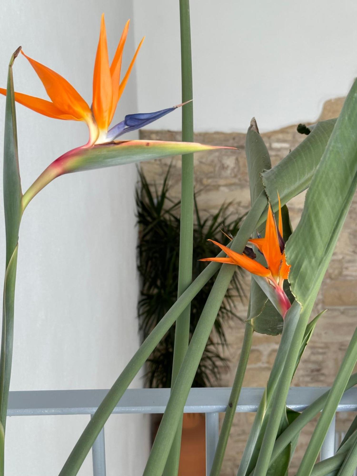Casa Nuna Modern Loft With Private Garden Terrace ヘレス エクステリア 写真
